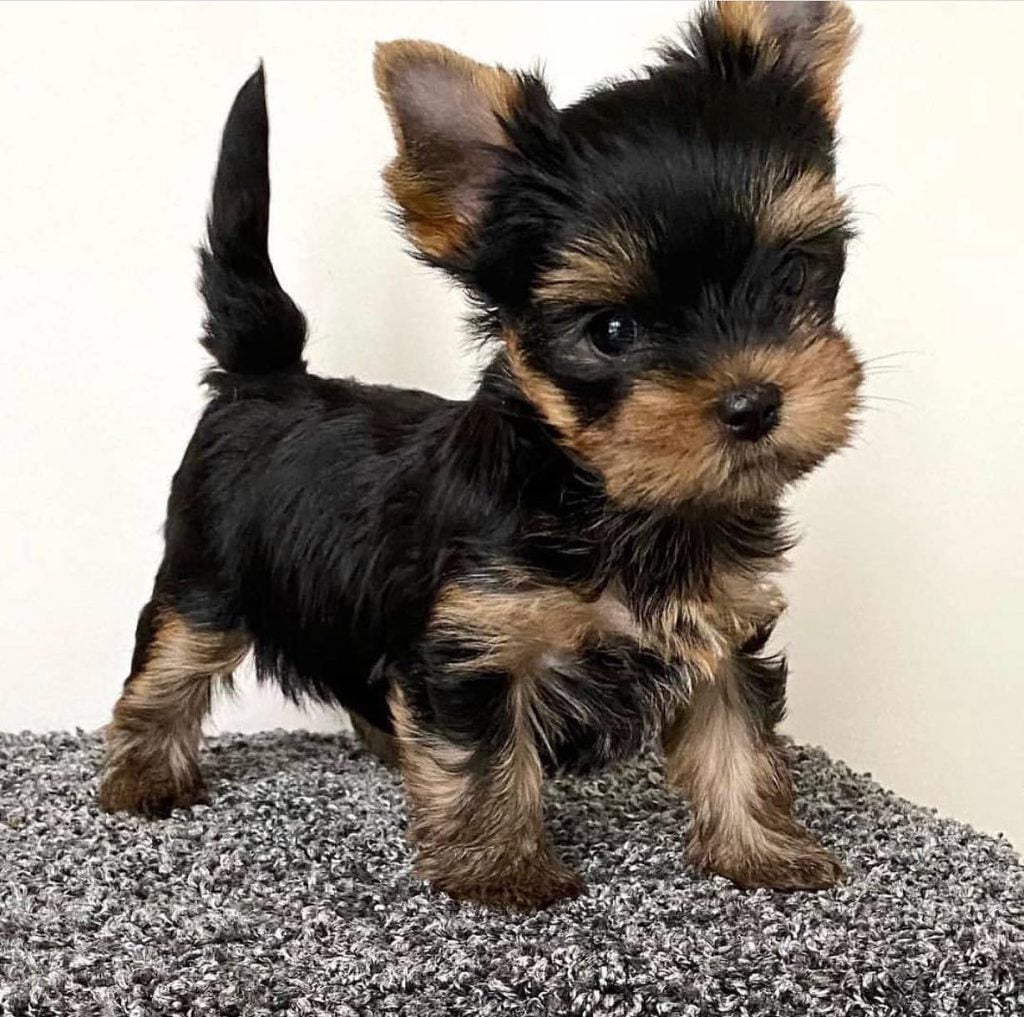 Yorkshire Terriers For Sale