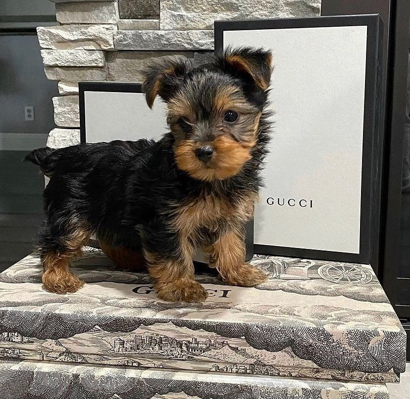 Yorkies Puppy For Sale