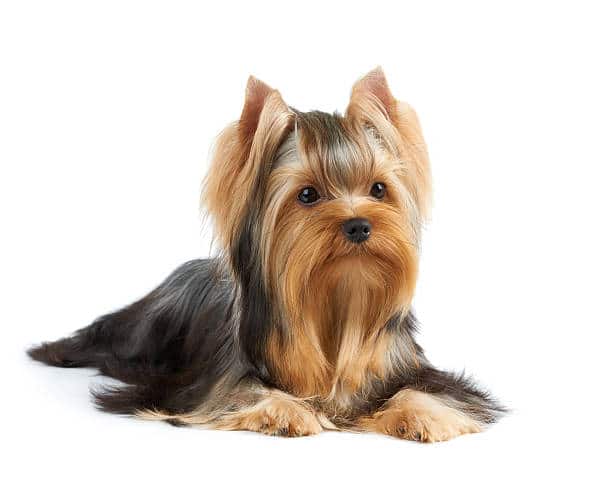 Yorkshire terrier best sale white for sale